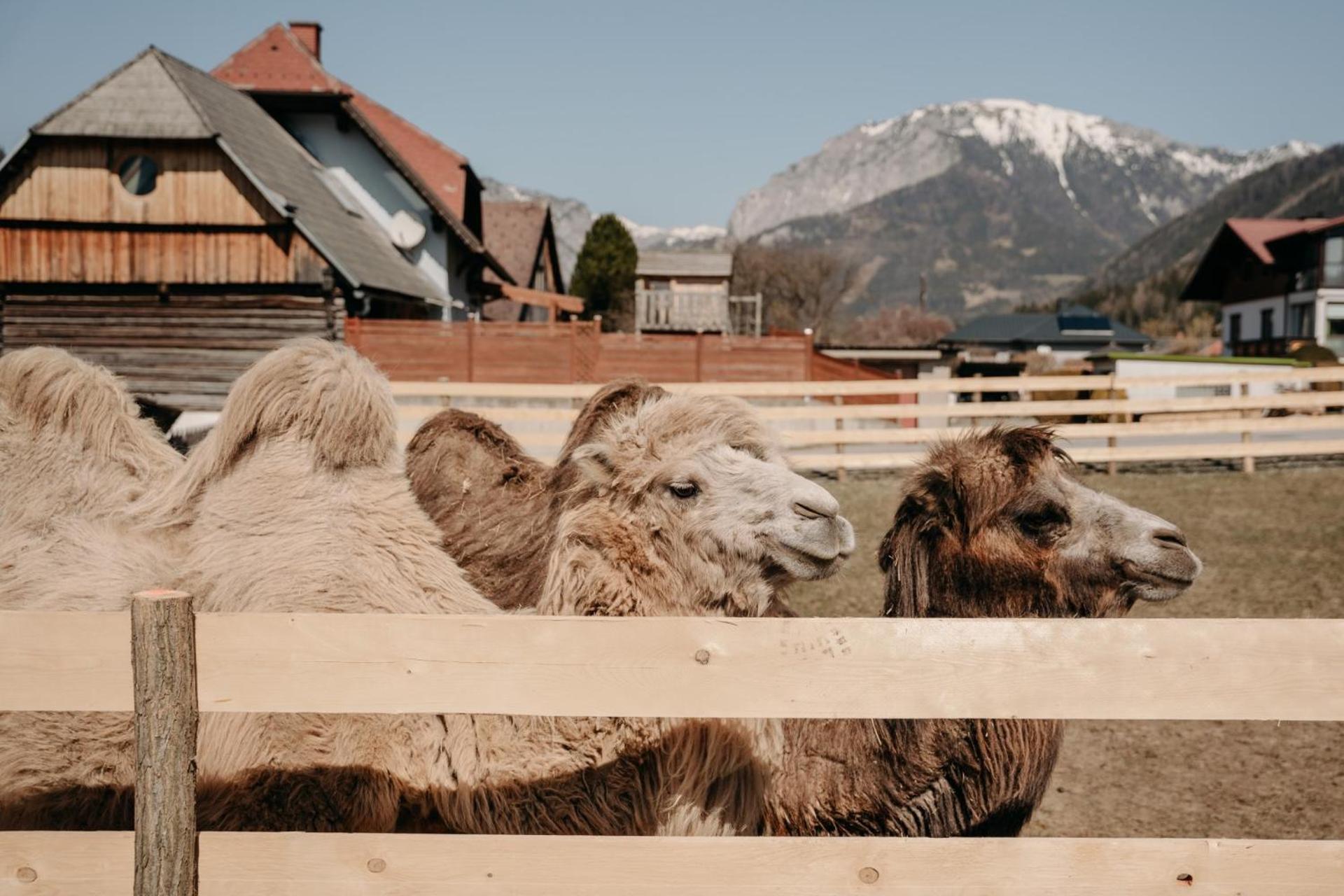 Alpakas, Lamas Und Rentiere Zum Gruenen See Grossdorf  Exterior photo