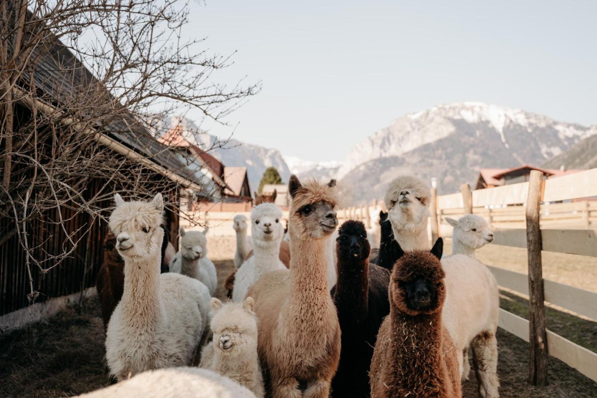 Alpakas, Lamas Und Rentiere Zum Gruenen See Villa Grossdorf  Exterior photo